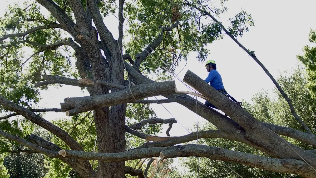 Professional Crown Thinning performed by certified arborists in Helvetia