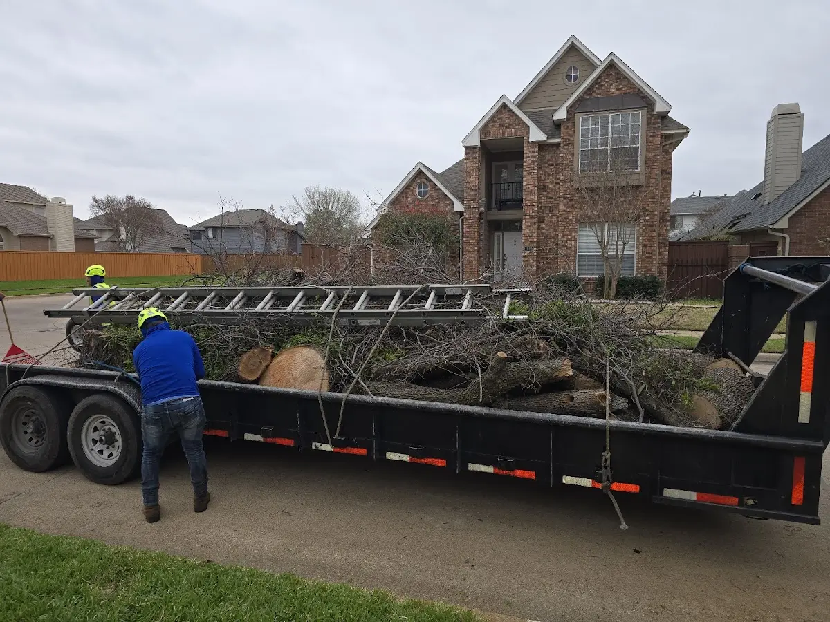 Expert Tree Pest Control with proper safety equipment in Helvetia
